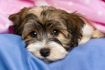 Cute tricolor Havanese puppy dog is lying in a bed © mdorottya