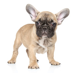 French Bulldog puppy