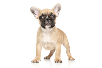 Obraz premium French bulldog puppy portrait