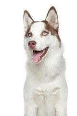 Siberian Husky studio portrait