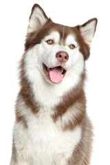Siberian Husky portrait, isolated