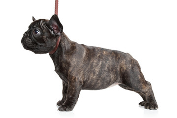 French Bulldog puppy on lead