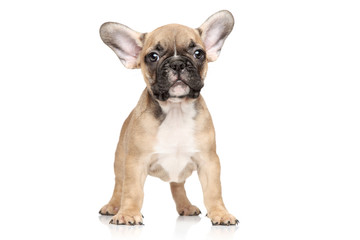 Obraz premium French bulldog puppy portrait