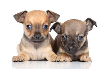 Toy Terrier puppies on a white background