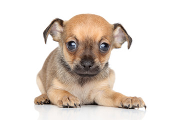 Chihuahua and Toy Terrier mixed-breed puppy