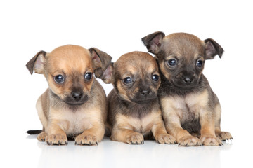 Toy Terrier puppies lying together