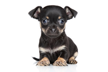 Chihuahua and toy terrier mixed-breed puppy