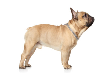 French Bulldog profile