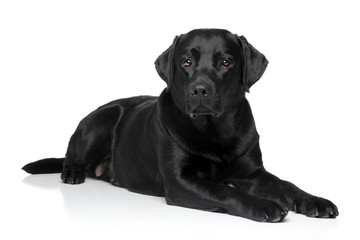 Labrador retriever dog