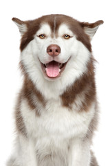 Happy Siberian Husky © jagodka