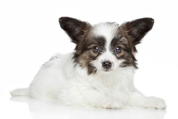 Papillon (continental toy spaniel) puppy