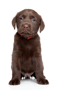 Labrador puppy portrait
