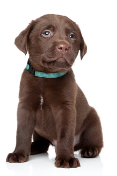 Brown Labrador puppy