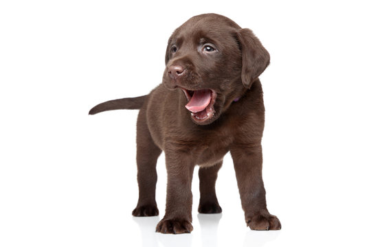 Chocolate Labrador Puppy Images – Browse 271,546 Stock Photos, Vectors, and  Video | Adobe Stock