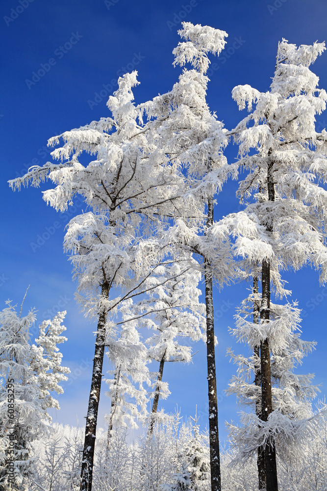 Canvas Prints Snowy trees in High Tatras, Slovakia