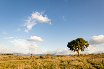 Quercia solitaria in Sardegna