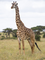 Naklejka na ściany i meble Giraffe in the savanna