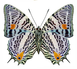 South America butterfly Baeotus aeilus (underside)