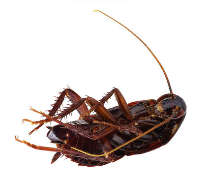 Dead cockroach (Blatta orientalis) isolated on white background