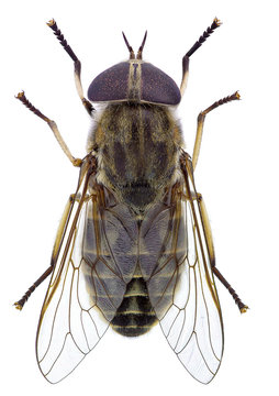 Horsefly isolated on a white background (Tabanus sp.)