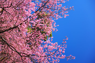 Cherry Blossom Flowers in Spring Season