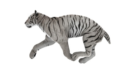 ホワイトタイガー