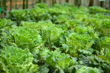 Organic Vegetable Plantation