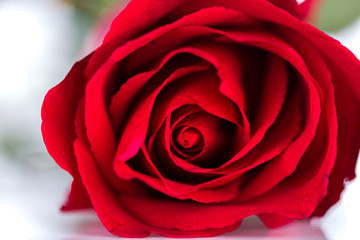 Beautiful close up of red rose