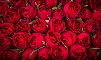 Obrazy  Czerwone róże w tle