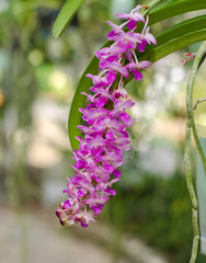 Beautiful pink orchid