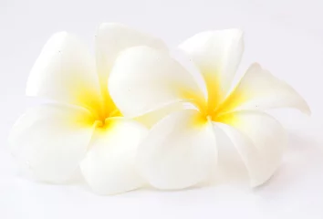 Photo sur Plexiglas Frangipanier frangipani flower