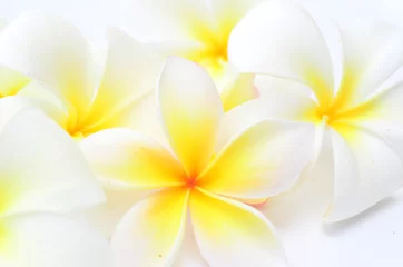 Zelfklevend Fotobehang frangipani © rufar
