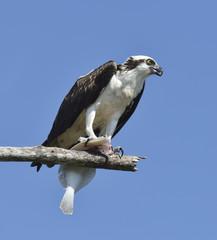 Osprey Feeding On Fish