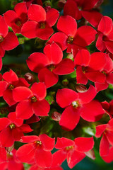 Fototapeta premium Geranium flowers