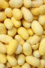 yellow cocoon silkworm