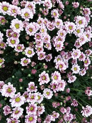 Fototapeta premium Daisy flowers