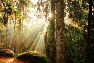Türaufkleber Bäume beautiful forest and sunbeams