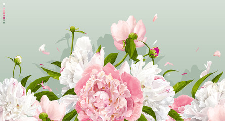 Obrazy na Plexi  Różowe i białe tło piwonii