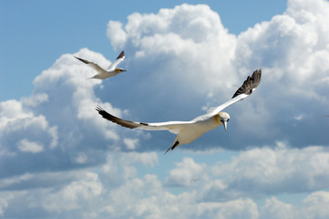 Gannets, morus bassanus, adult, pelicaniformi, bird, cliff, bass rock, edimburgh, united kingdom, uk, europe, great britain, sea bird,