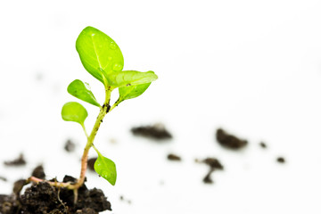 plant tree in ground over white