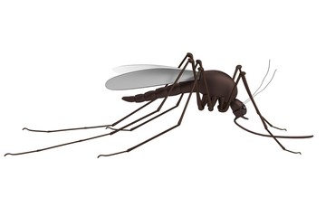 realistic 3d render of mosquito