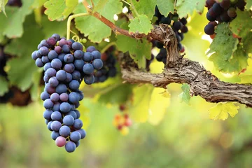 Photo sur Plexiglas Vignoble Raisins rouges sur vieille vigne, feuilles vertes luxuriantes
