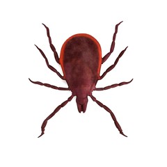 realistic 3d render of tick male