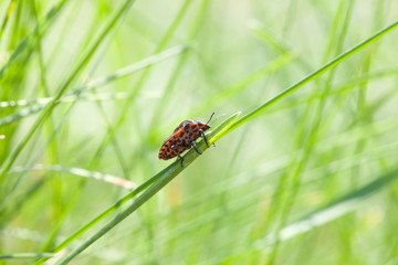 Shield bug on meadow