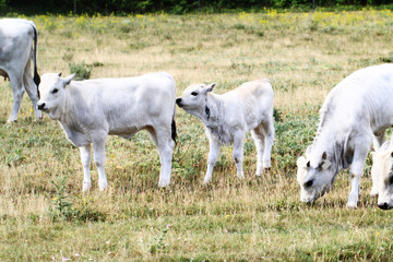 Naklejka premium gray cattle