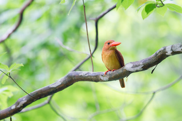 アカショウビン