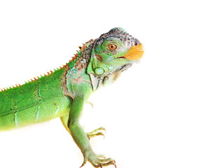 Naklejka premium iguana (Iguana iguana)