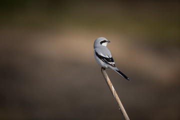 Obraz premium オオカラモズ