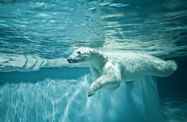 Thalarctos Maritimus (Ursus maritimus) - Polar bear © Fotokon