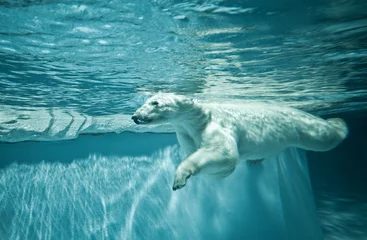 Fototapeten Thalarctos maritimus (Ursus maritimus) - Eisbär © Fotokon